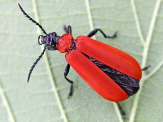 Petit coléoptère aplati, rouge