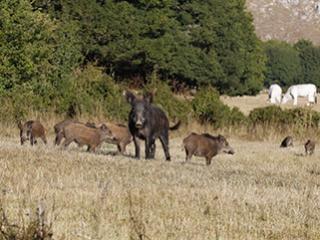 Sanglier (Sus scrofa)