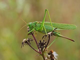 Une grande sauterelle verte. Ces sauterelles se reconnaissent à leurs très longues et fines antennes.