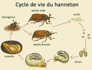 Cycle de vie du hanneton 