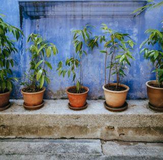 Pots de fleurs coupelles