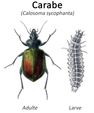 Carabe adulte et larve