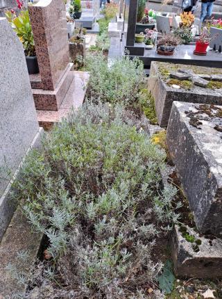On observe une vivace (petit buisson qui ressemble au romarin) entre de ligne de tombe