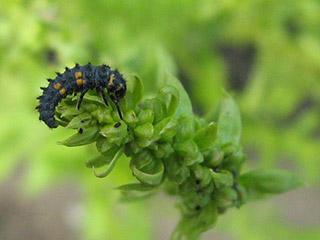 Larve de coccinelle