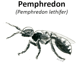Pemphredon