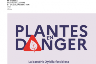 Affiche plantes en danger Xylella