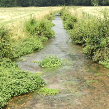 Rivière le Betz (affluent du Loing)