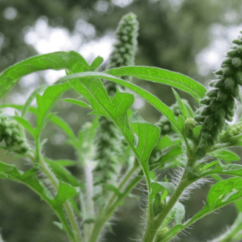 Ambroisie à feuilles d'armoise