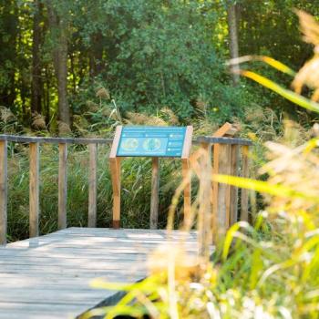Panneau explicatif au bout d'un chemin en bois suspendu au dessus végétations (quelques centimètres) et entouré d'herbes hautes