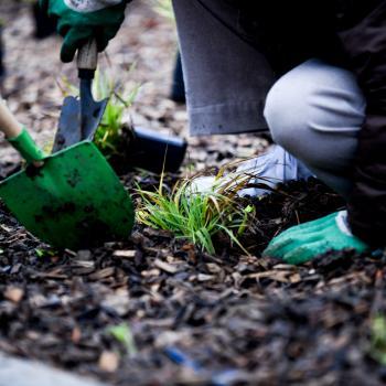 Equipés de gants et de pelles, des collégiens plantent des vivaces sur un sol paillé
