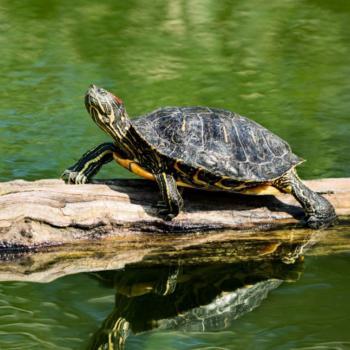 Une tortue de Floride sur une branche au sein d'un milieu aquatique
