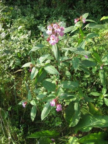 Un groupement de 4 fleurs rose noyée dans la verdure.