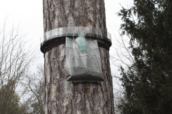 Le tronc d'un pin est cerclé par une galerie aboutissant dans un sac transparent rempli de sciure.