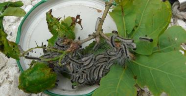 hero chenilles processionnaires du chêne