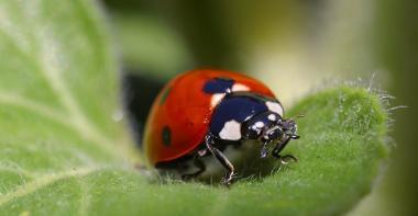 Coccinelle à 7 points adulte