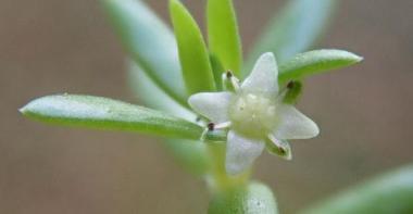 Zoom sur une petite plante verte avec feuille fine vert clair et sur sa fleur blanche à 4 pétales.