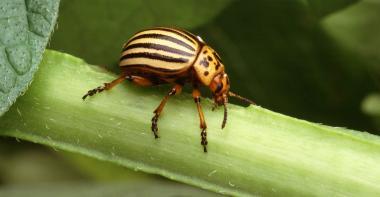 Doryphore adulte, un coléoptère aux aux élytres jaunes rayés de noir qui s'attaque à la pomme de terre.