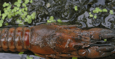 Ecrevisse rouge orange foncée dans l'eau