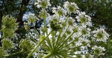 L'ombrelle formée par les fleurs de la Berce du Caucase est prise en contre plongé, les fleurs sont blanches et la tige est verte claire.