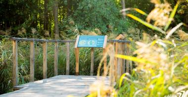 Panneau explicatif au bout d'un chemin en bois suspendu au dessus végétations (quelques centimètres) et entouré d'herbes hautes