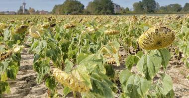 Champ de tournesol avec les feuilles et fleurs tombantes, le sol est asséché.