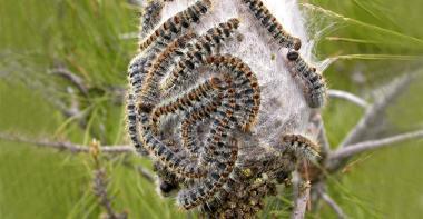 Nid de chenilles processionnaires du pin