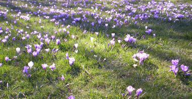Crocus