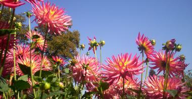 Dahlias