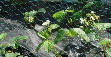 Filet de protection sur fraisiers