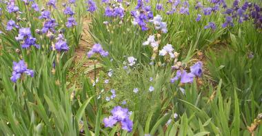 Iris