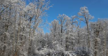 Arbres gelés enneigés