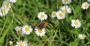 Papillon sur paquerettes