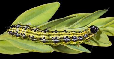 Pyrale du buis, chenille