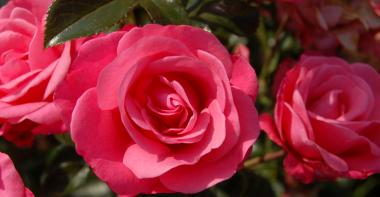 Rosier