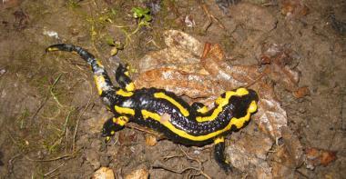 Salamandra salamandra subs pt terrestris - Bombon