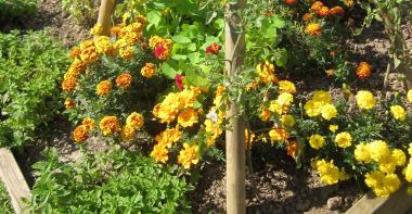 Tomates, oeillets, capucines