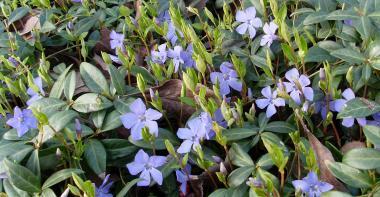Vinca minor, fleurs violettes