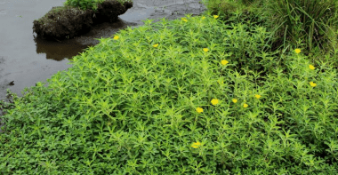 Tapis de Jussie vert clair avec des feuilles jaune proche d'un plan d'eau