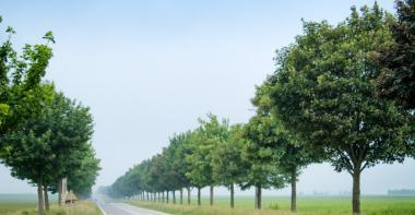 Vue de la roude départementale RD401, bordée d'arbres