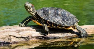 Une tortue de Floride sur une branche au sein d'un milieu aquatique