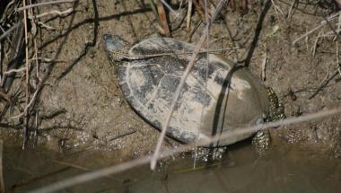Cistude (Emys orbicularis)