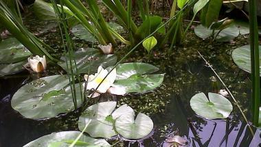 Flore mare Challeau, nénuphars