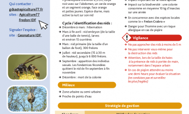 Aperçu de la fiche technique "Frelon asiatique"