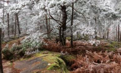 Forêt en hiver