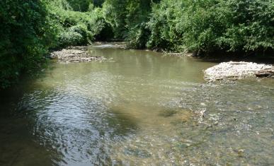 Rivière de l'Yerres arborée