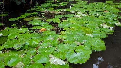 feuilles vertes claires circulaires à la surface d'un plan d'eau