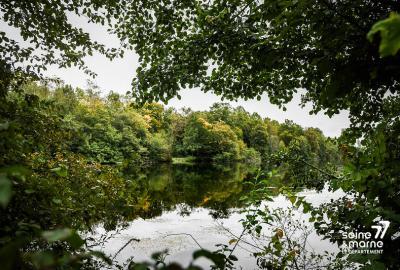 Vue entre les arbres, on voit une étendue d'eau au fond l'autre rive est aussi boisée et verte.