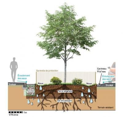 schéma avec les zones d'infiltration de l'eau via un arbre en ville