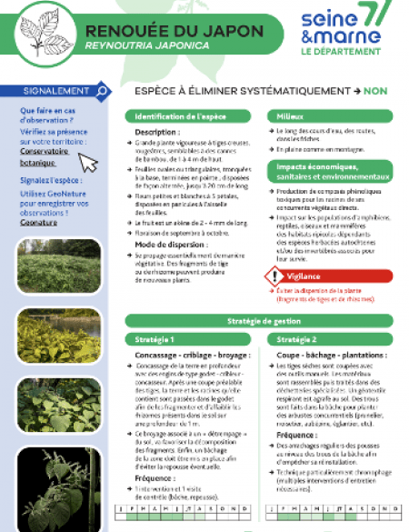 Aperçu Fiche de reconnaissance EEI - Renouée du Japon