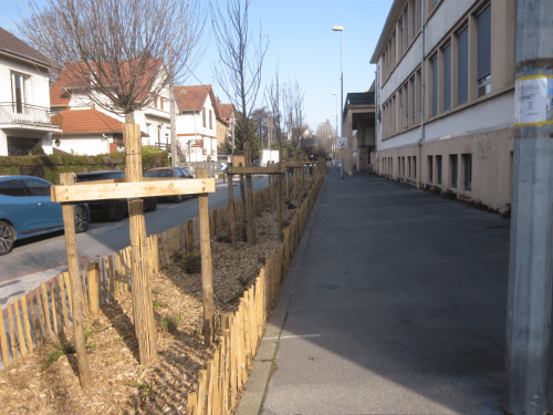 Un trottoir en zone urbaine où une bande a été récemment désimperméabilisée, paillée et plantée d'arbres
